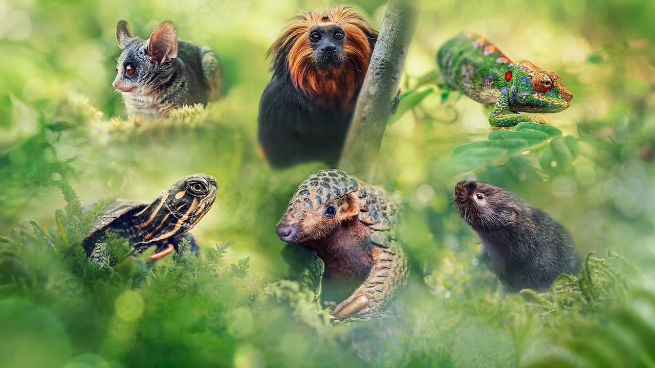 Pequeños viajes animales