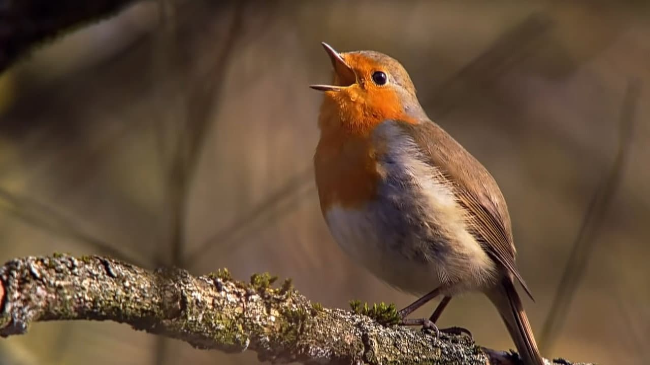 Historias de primavera