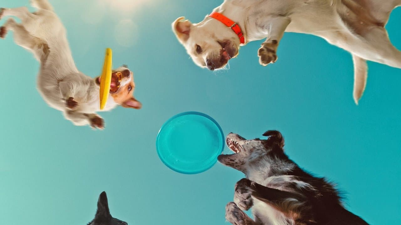 En la mente de un perro