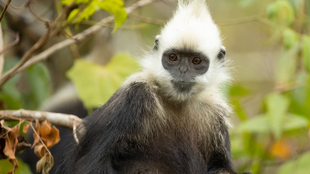 El reino secreto de los monos de China