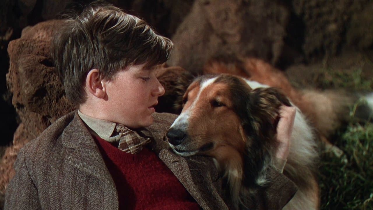 Lassie, la cadena invisible